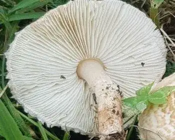 Rózsás őzlábgomba