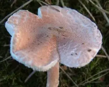 Rózsás őzlábgomba