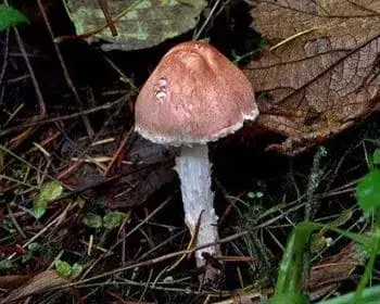 Rózsás őzlábgomba