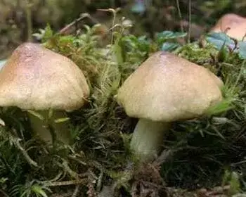 Sárgászöld pereszke