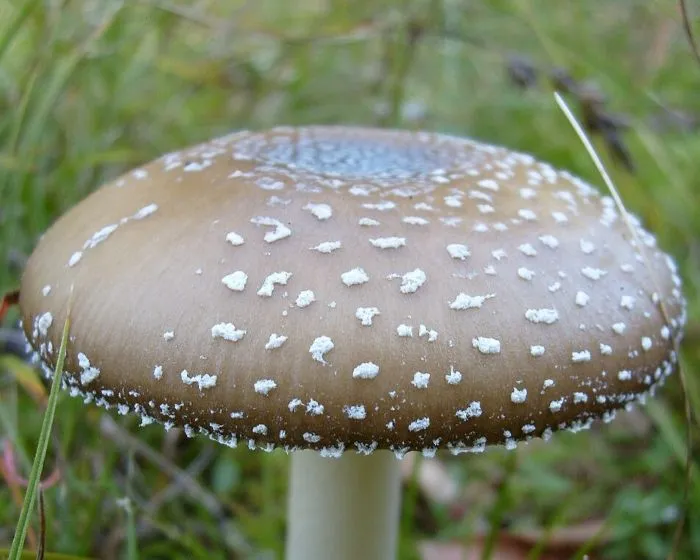 Párducgalóca