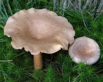 Daróc-tejelőgomba