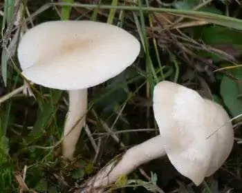 Mezei tölcsérgomba