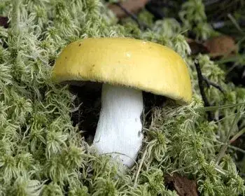 Krómsárga galambgomba