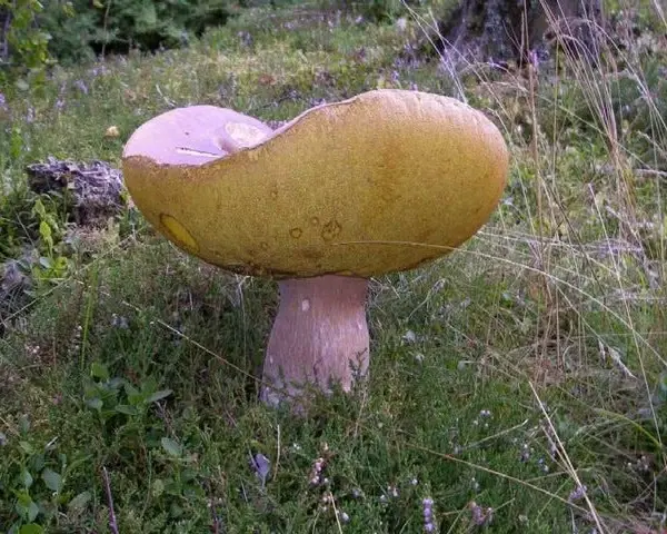 Vörösbarna vargánya