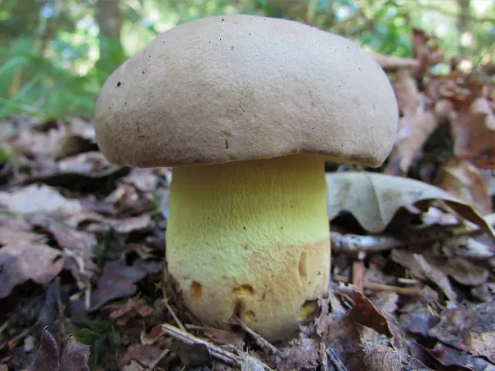 Butter bolete
