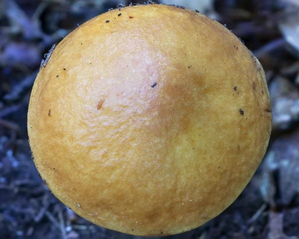 Sárga gyűrűstinóru