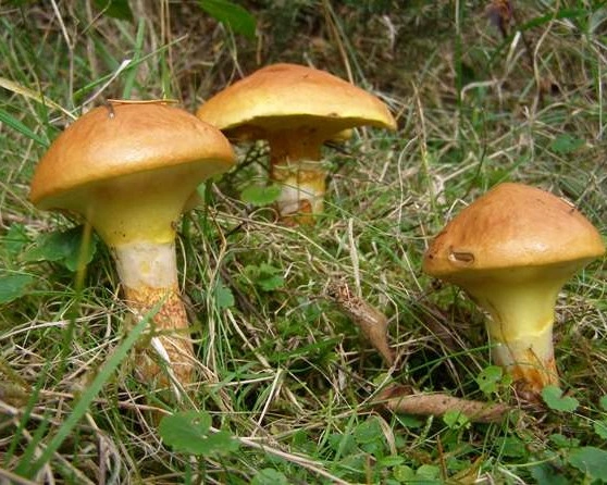 Sárga gyűrűstinóru