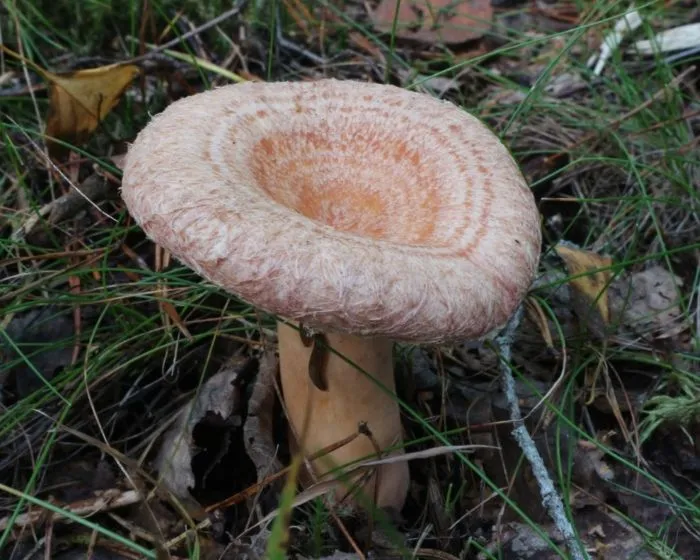 Nyírfa-szőrgomba