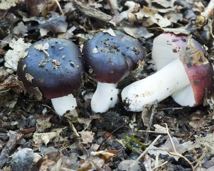 Feketésvörös galambgomba