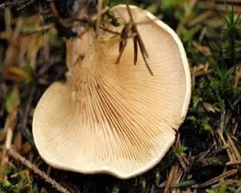 Rozsdasárga tölcsérgomba