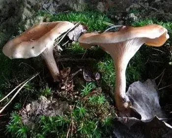 Rozsdasárga tölcsérgomba