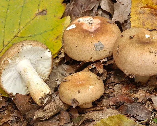 Halszagú galambgomba