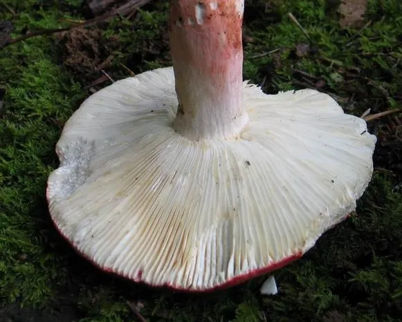 Piros galambgomba