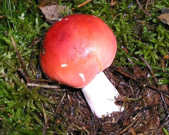 Piros galambgomba