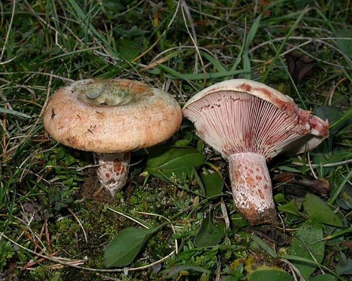 Vöröstejű rizike