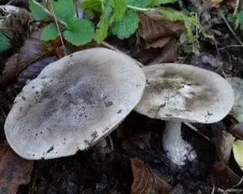 Szürke tölcsérgomba