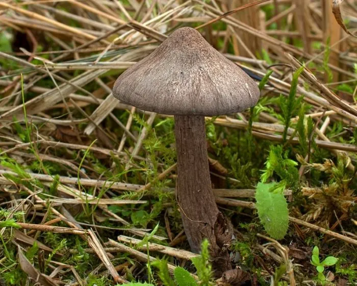 Lilásbarna döggomba