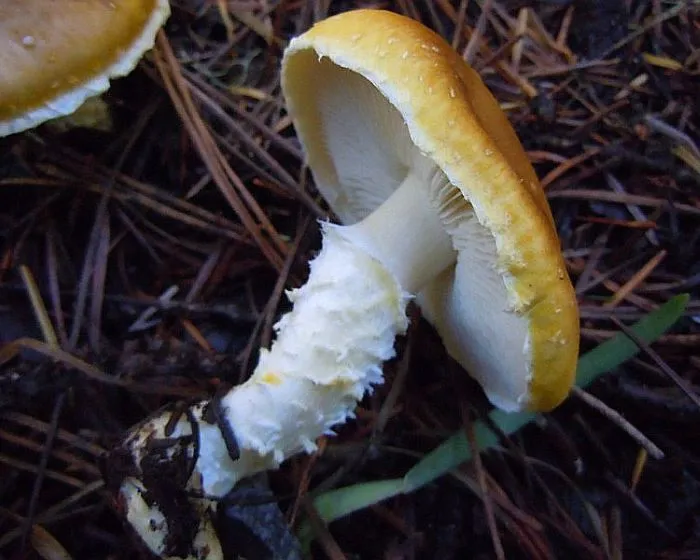 Réti pikkelyespereszke