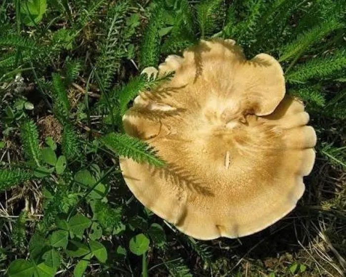 Gyepi likacsosgomba
