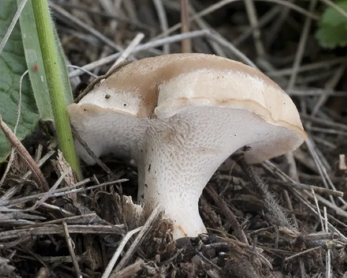 Gyepi likacsosgomba