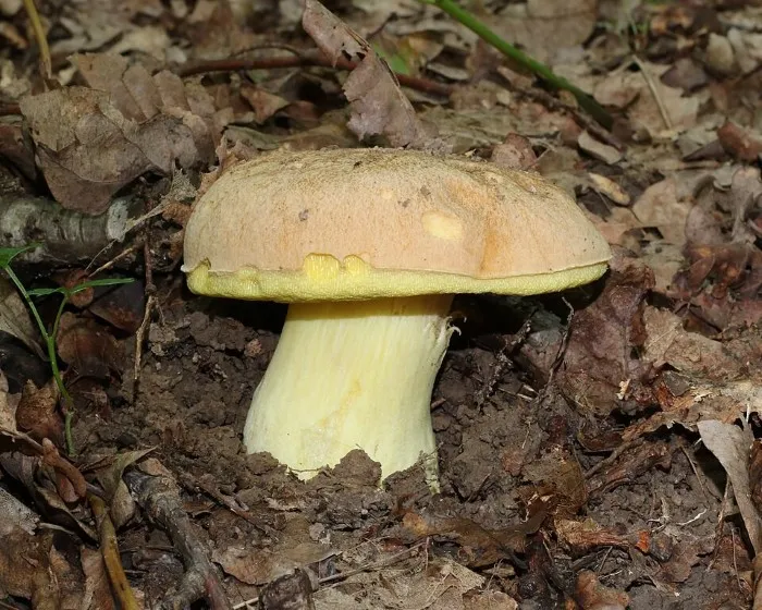 Iodine bolete