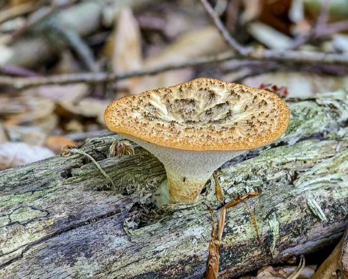 Olaszgomba