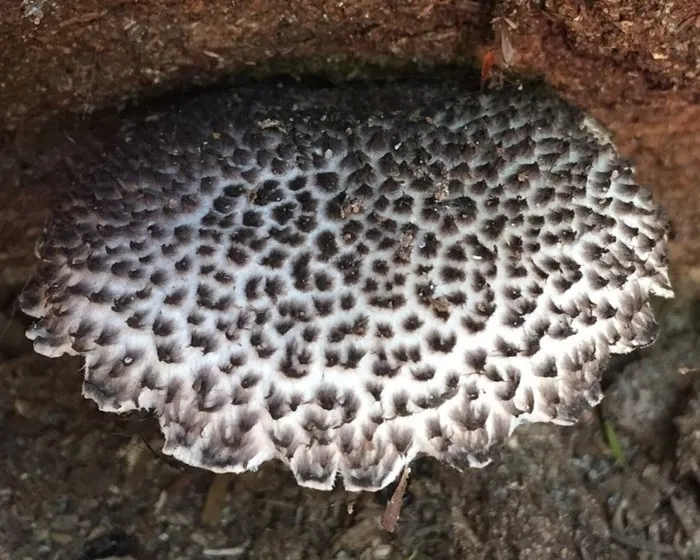 Pikkelyes tinóru