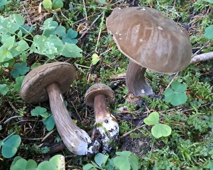 Sötét tinóru