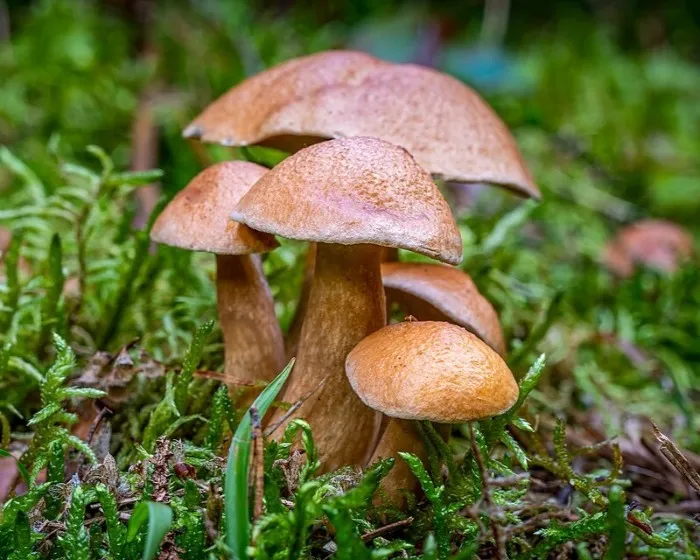 Bovine bolete