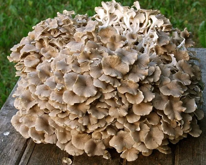 Tüskegomba