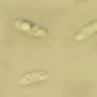 gomba spóra képe