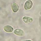mushroom spore image