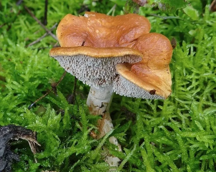 Sárgásvörös gereben