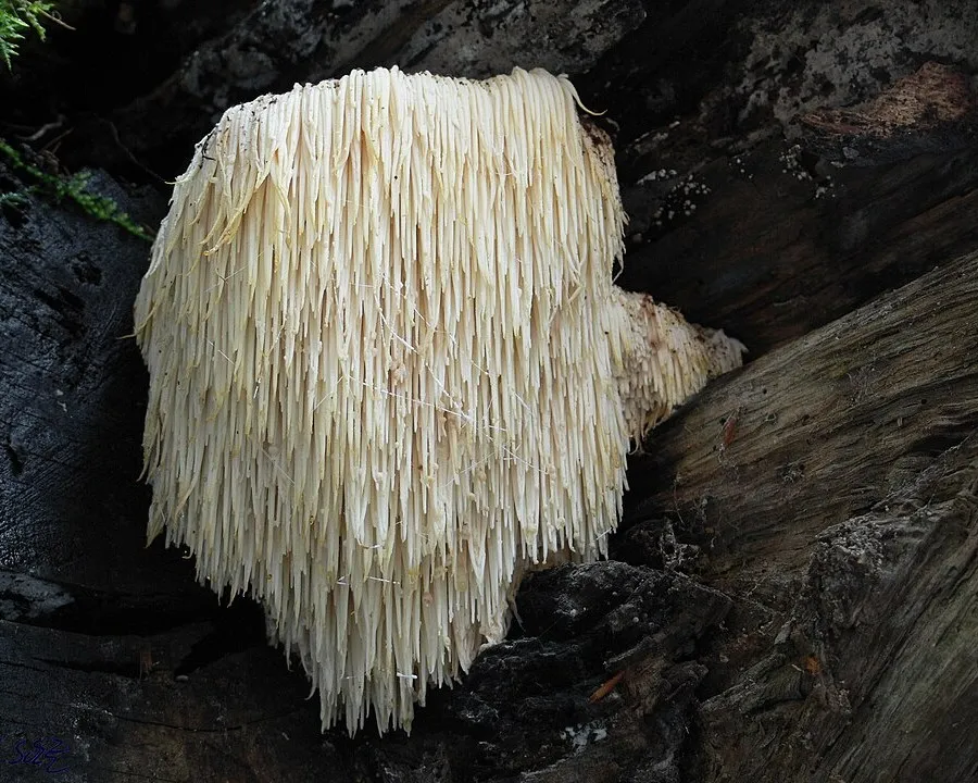 Süngomba