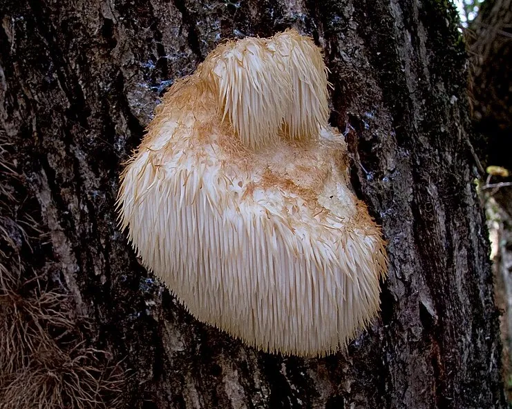 Süngomba