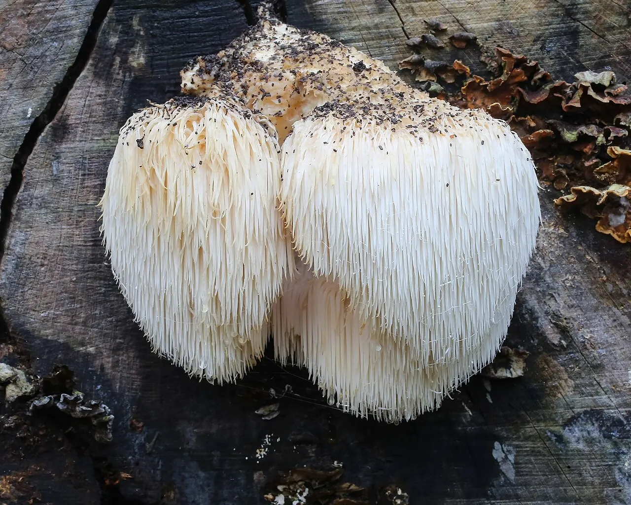Süngomba