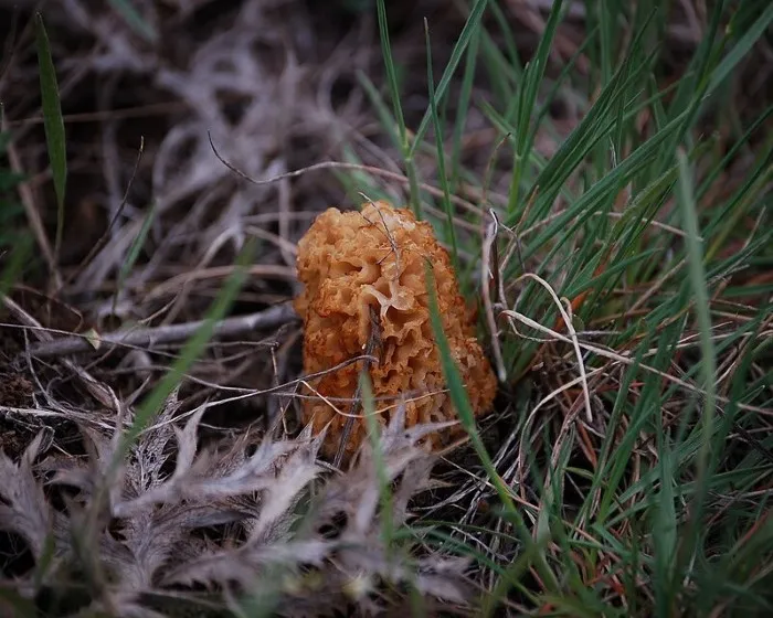 Pusztai kucsmagomba