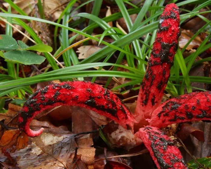 Tintahalgomba