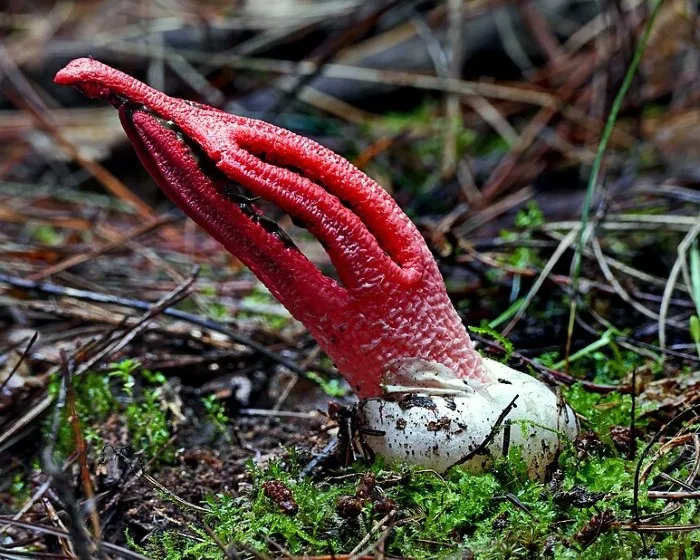 Tintahalgomba