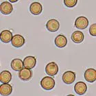 mushroom spore image