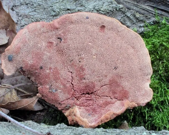 Fahéjszínű likacsosgomba