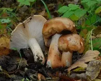 Nyárfa-pereszke