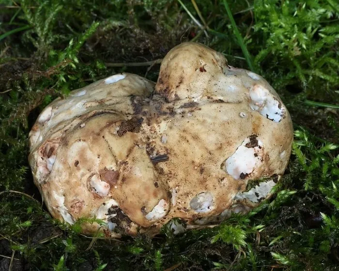 Fehér szarvasgomba