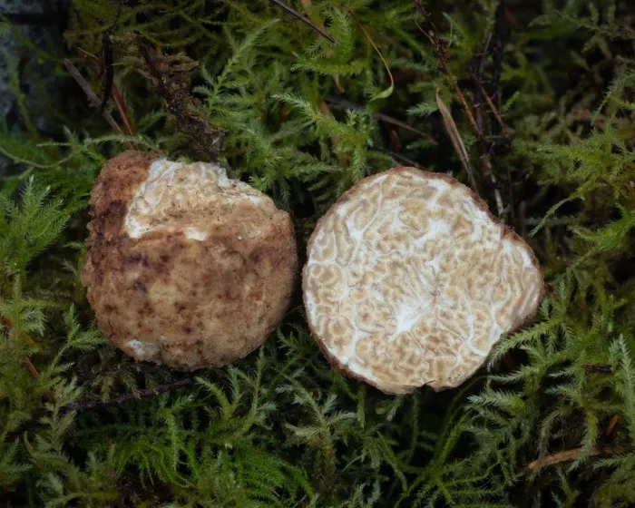 Fehér szarvasgomba