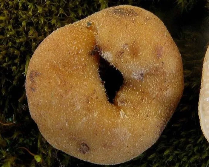 Üreges szarvasgomba
