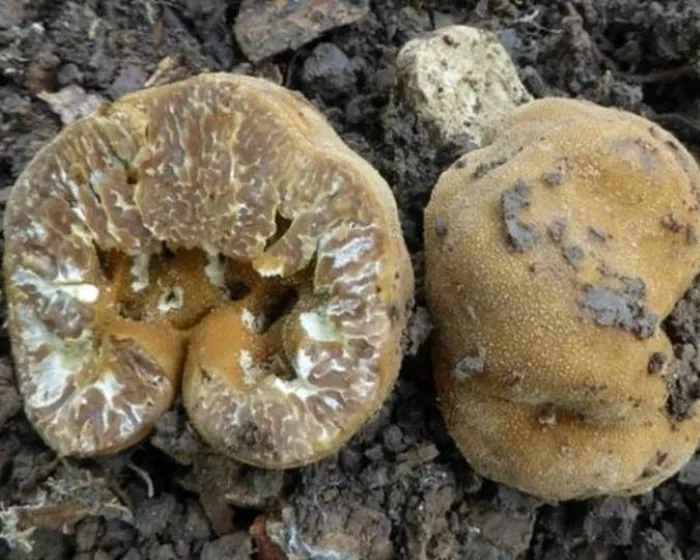 Üreges szarvasgomba