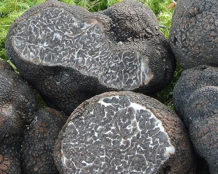 Nagyspórás szarvasgomba