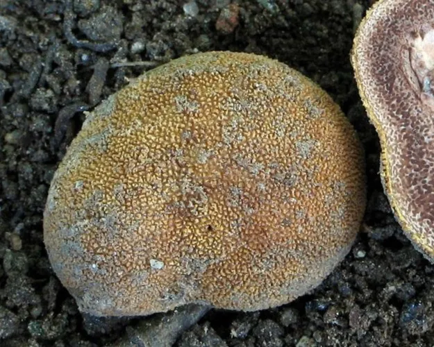 Foltos álszarvasgomba