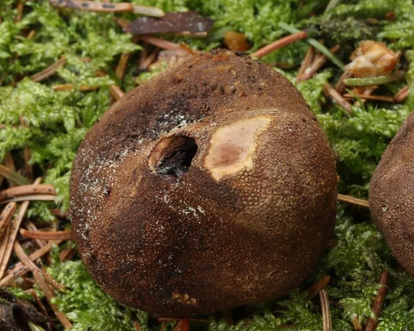 Foltos álszarvasgomba